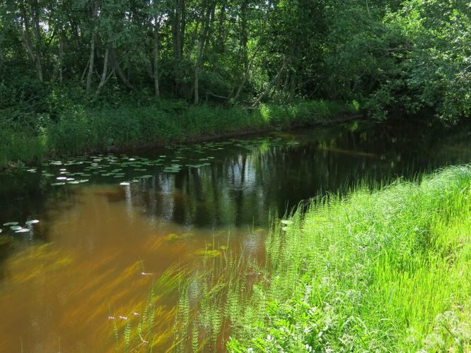 Maakond: Raplamaa Veekogu nimi: Lintsi jõgi Pildistamise aeg: 10. juuni 2013 Pildistaja: H. Timm Pildistamise koht: Türi - Rapla Asimuut: