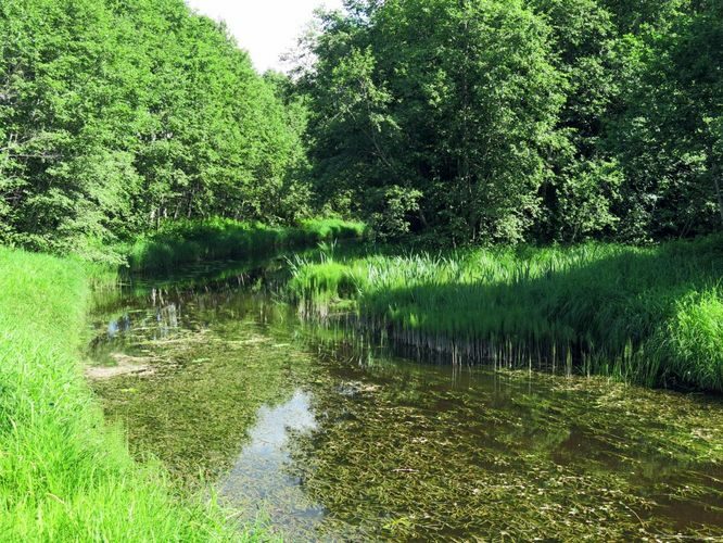 Maakond: Raplamaa Veekogu nimi: Lintsi jõgi Pildistamise aeg: 10. juuni 2013 Pildistaja: H. Timm Pildistamise koht: Türi - Rapla Asimuut: