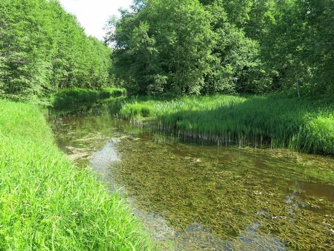 Maakond: Raplamaa Veekogu nimi: Lintsi jõgi Pildistamise aeg: 10. juuni 2013 Pildistaja: H. Timm Pildistamise koht: Türi - Rapla Asimuut: