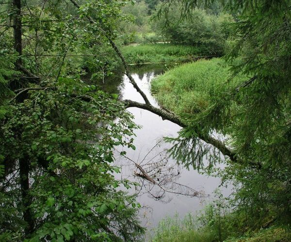 Maakond: Lääne-Virumaa Veekogu nimi: Loobu jõgi Pildistamise aeg: august 2003 Pildistaja: H. Timm Pildistamise koht: teadmata Asimuut: