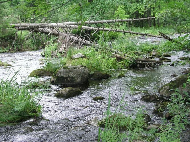 Maakond: Lääne-Virumaa Veekogu nimi: Loobu jõgi Pildistamise aeg: august 2003 Pildistaja: H. Timm Pildistamise koht: Porgaste Asimuut: