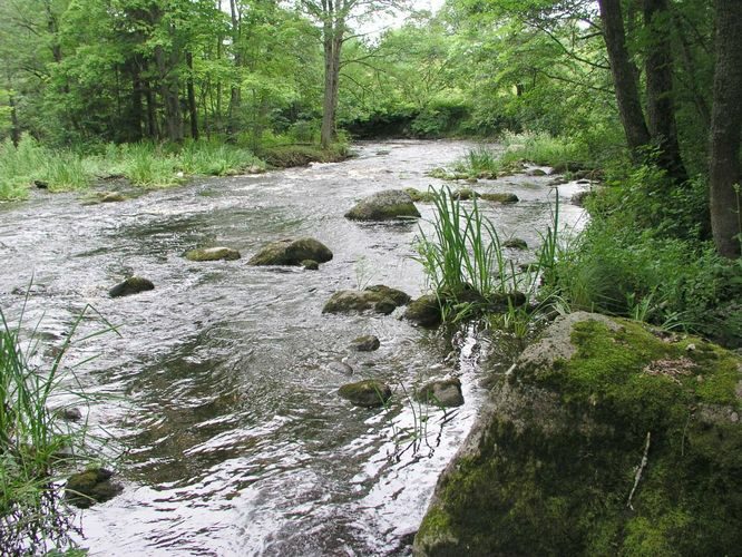 Maakond: Lääne-Virumaa Veekogu nimi: Loobu jõgi Pildistamise aeg: august 2003 Pildistaja: H. Timm Pildistamise koht: teadmata Asimuut: