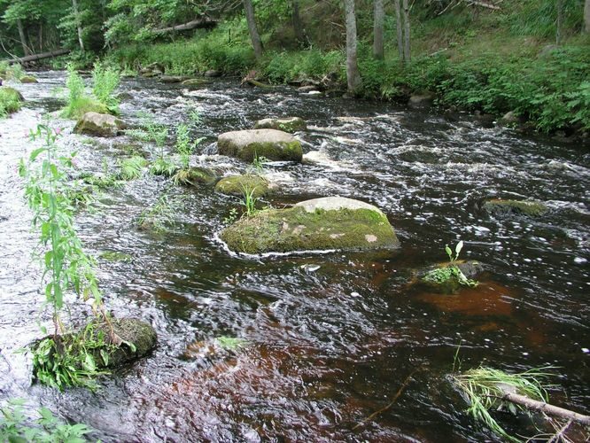 Maakond: Lääne-Virumaa Veekogu nimi: Loobu jõgi Pildistamise aeg: august 2003 Pildistaja: H. Timm Pildistamise koht: teadmata Asimuut: