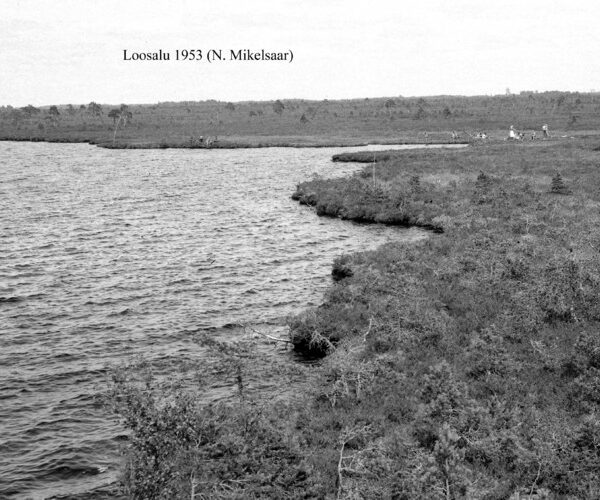Maakond: Raplamaa Veekogu nimi: Loosalu järv Pildistamise aeg: 1953 Pildistaja: N. Mikelsaar Pildistamise koht: teadmata Asimuut: