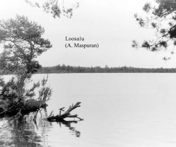 Maakond: Raplamaa Veekogu nimi: Loosalu järv Pildistamise aeg: teadmata Pildistaja: A. Maspuran Pildistamise koht: teadmata Asimuut: