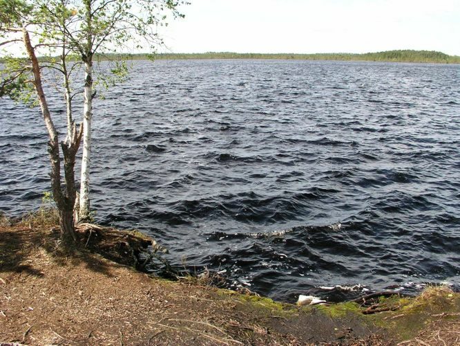 Maakond: Raplamaa Veekogu nimi: Loosalu järv Pildistamise aeg: 19. mai 2004 Pildistaja: H. Timm Pildistamise koht: teadmata Asimuut: