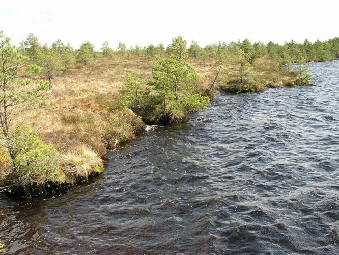 Maakond: Raplamaa Veekogu nimi: Loosalu järv Pildistamise aeg: 19. mai 2004 Pildistaja: H. Timm Pildistamise koht: teadmata Asimuut: