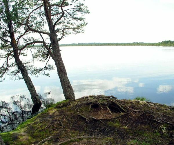 Maakond: Raplamaa Veekogu nimi: Loosalu järv Pildistamise aeg: 21. juuli 2004 Pildistaja: H. Timm Pildistamise koht: teadmata Asimuut: