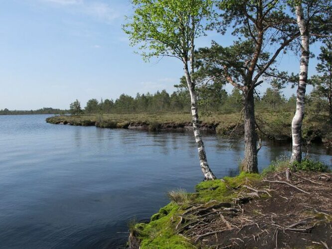 Maakond: Raplamaa Veekogu nimi: Loosalu järv Pildistamise aeg: 19. mai 2010 Pildistaja: H. Timm Pildistamise koht: teadmata Asimuut: