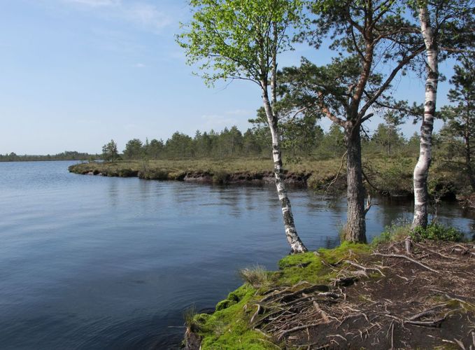 Maakond: Raplamaa Veekogu nimi: Loosalu järv Pildistamise aeg: 19. mai 2010 Pildistaja: H. Timm Pildistamise koht: teadmata Asimuut: