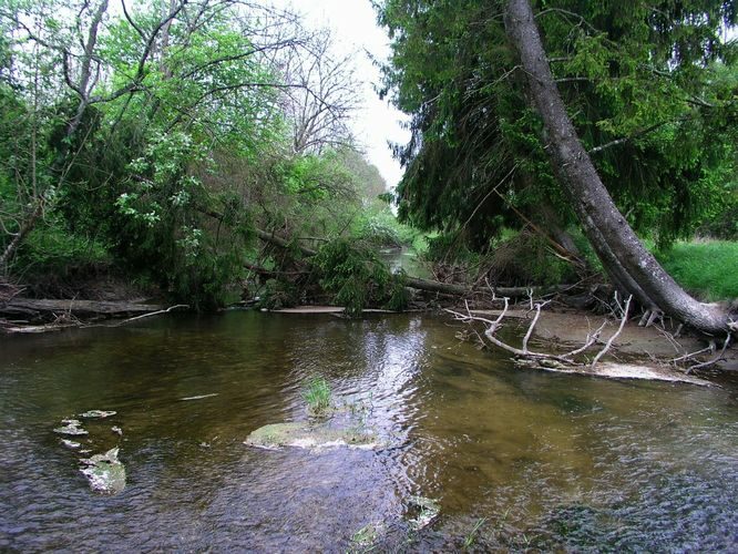 Maakond: Saaremaa Veekogu nimi: Lõve jõgi Pildistamise aeg: 27. mai 2009 Pildistaja: H. Timm Pildistamise koht: Sakla Asimuut: