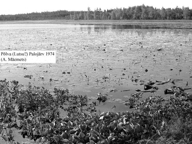 Maakond: Põlvamaa Veekogu nimi: Lutsu Palojärv Pildistamise aeg: 1974 Pildistaja: A. Mäemets Pildistamise koht: teadmata Asimuut: