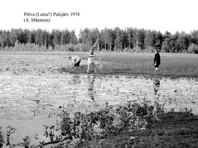 Maakond: Põlvamaa Veekogu nimi: Lutsu Palojärv Pildistamise aeg: 1974 Pildistaja: A. Mäemets Pildistamise koht: teadmata Asimuut: