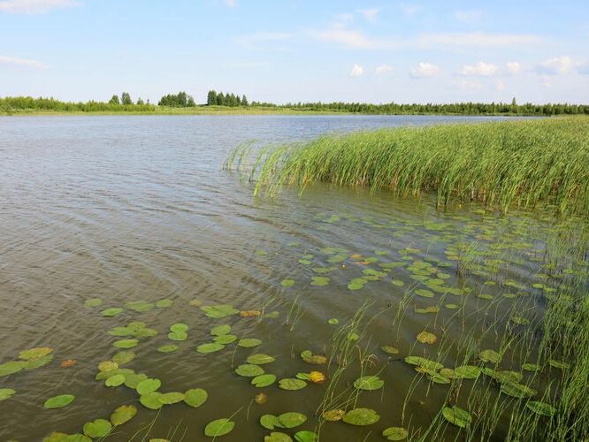 Maakond: Põlvamaa Veekogu nimi: Lüübnitsa Umbjärv Pildistamise aeg: 13. juuli 2013 Pildistaja: H. Timm Pildistamise koht: teadmata Asimuut: