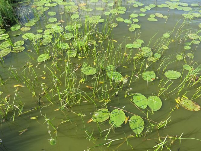 Maakond: Põlvamaa Veekogu nimi: Lüübnitsa Umbjärv Pildistamise aeg: 13. juuli 2013 Pildistaja: H. Timm Pildistamise koht: teadmata Asimuut: