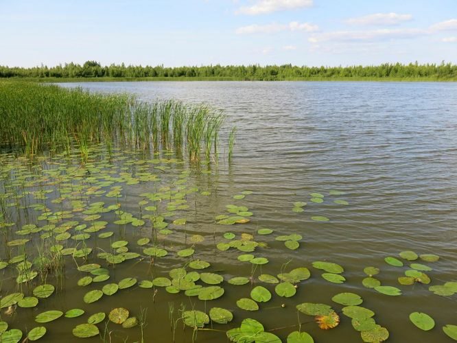 Maakond: Põlvamaa Veekogu nimi: Lüübnitsa Umbjärv Pildistamise aeg: 13. juuli 2013 Pildistaja: H. Timm Pildistamise koht: teadmata Asimuut: