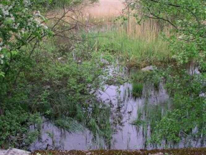 Maakond: Saaremaa Veekogu nimi: Maadevahe jõgi Pildistamise aeg: 27. mai 2009 Pildistaja: H. Timm Pildistamise koht: teadmata Asimuut: