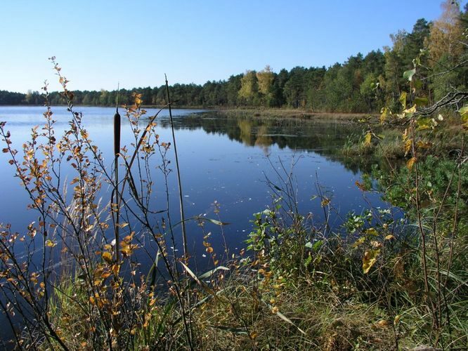 Maakond: Jõgevamaa Veekogu nimi: Männikjärv Pildistamise aeg: 8. oktoober 2005 Pildistaja: H. Timm Pildistamise koht: teadmata Asimuut: