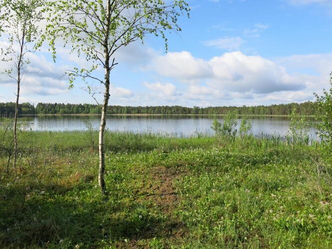 Maakond: Jõgevamaa Veekogu nimi: Männikjärv Pildistamise aeg: 23. mai 2013 Pildistaja: H. Timm Pildistamise koht: teadmata Asimuut: