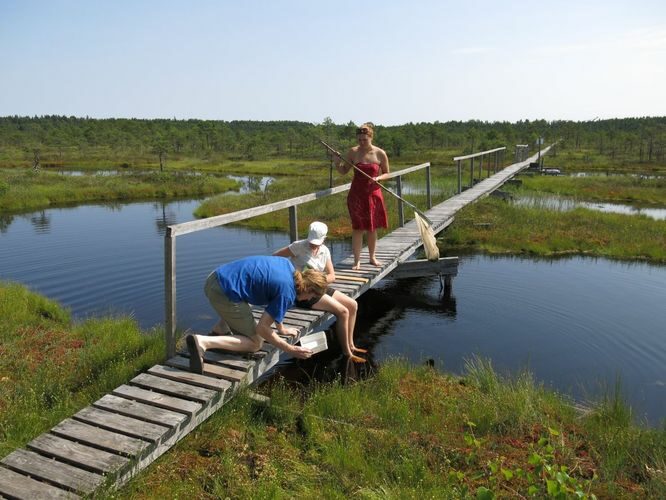 Maakond: Järvamaa Veekogu nimi: Männikjärve raba laugas Pildistamise aeg: 7. juuli 2013 Pildistaja: H. Timm Pildistamise koht: torni juures Asimuut: