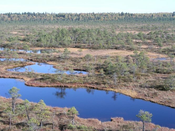 Maakond: Jõgevamaa Veekogu nimi: Männikjärve raba laukad Pildistamise aeg: 8. oktoober 2005 Pildistaja: H. Timm Pildistamise koht: tornist Asimuut: