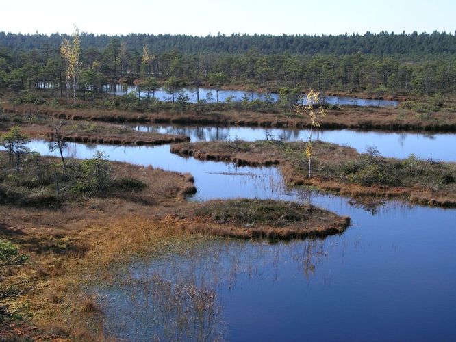 Maakond: Jõgevamaa Veekogu nimi: Männikjärve raba laukad Pildistamise aeg: 8. oktoober 2005 Pildistaja: H. Timm Pildistamise koht: tornist Asimuut: