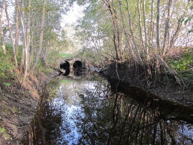 Maakond: Pärnumaa Veekogu nimi: Massu jõgi Pildistamise aeg: 25. september 2010 Pildistaja: H. Timm Pildistamise koht: õgvendatud osa Asimuut: