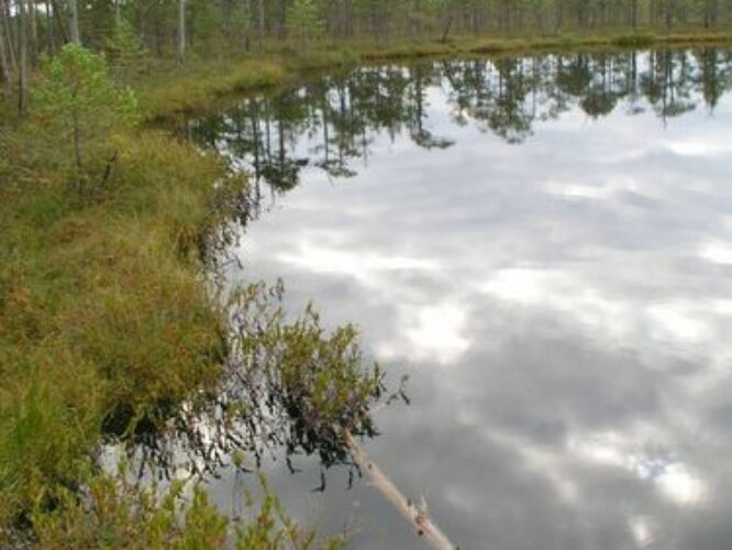 Maakond: Põlvamaa Veekogu nimi: Meenikunno Keskmine Soojärv Pildistamise aeg: august 2009 Pildistaja: H. Timm Pildistamise koht: teadmata Asimuut: