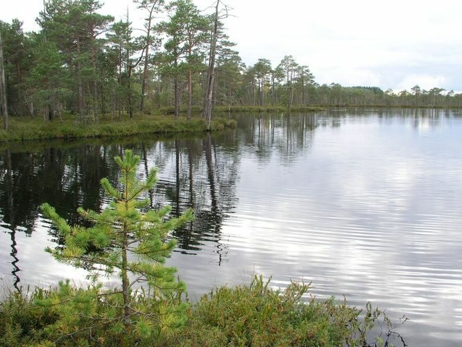 Maakond: Põlvamaa Veekogu nimi: Meenikunno Suur Soojärv Pildistamise aeg: august 2009 Pildistaja: H. Timm Pildistamise koht: teadmata Asimuut: