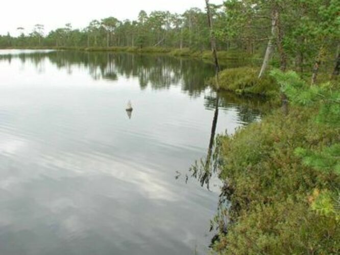 Maakond: Põlvamaa Veekogu nimi: Meenikunno Suur Soojärv Pildistamise aeg: august 2009 Pildistaja: H. Timm Pildistamise koht: teadmata Asimuut: