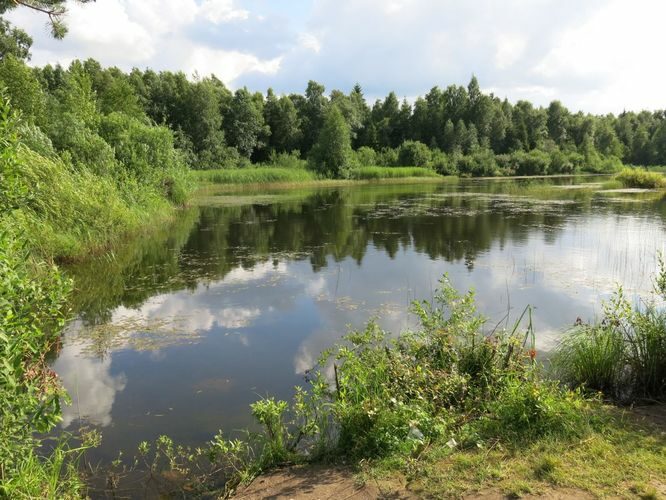 Maakond: Järvamaa Veekogu nimi: Millimäe tiik Pildistamise aeg: 6. juuli 2013 Pildistaja: H. Timm Pildistamise koht: teadmata Asimuut: