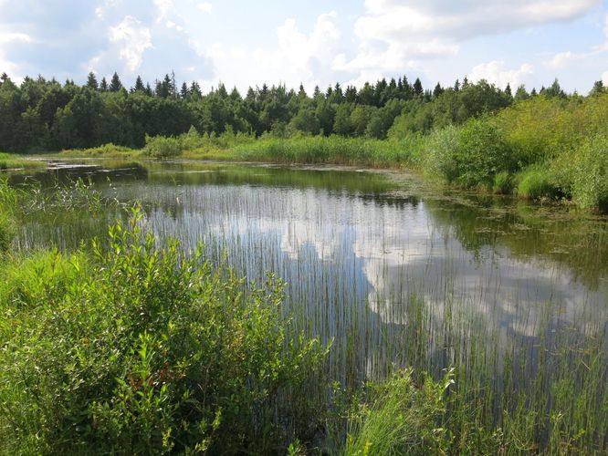 Maakond: Järvamaa Veekogu nimi: Millimäe tiik Pildistamise aeg: 6. juuli 2013 Pildistaja: H. Timm Pildistamise koht: teadmata Asimuut: