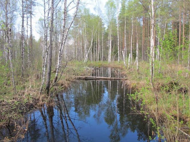 Maakond: Jõgevamaa Veekogu nimi: Mustjõgi Pildistamise aeg: 15. mai 2010 Pildistaja: H. Timm Pildistamise koht: Männikjärve laudtee Asimuut: