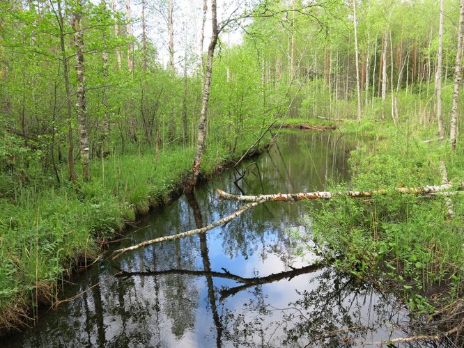 Maakond: Jõgevamaa Veekogu nimi: Mustjõgi Pildistamise aeg: 23. mai 2013 Pildistaja: H. Timm Pildistamise koht: laudtee Asimuut: