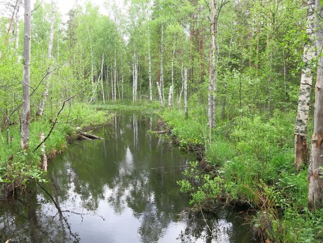 Maakond: Jõgevamaa Veekogu nimi: Mustjõgi Pildistamise aeg: 23. mai 2013 Pildistaja: H. Timm Pildistamise koht: laudtee Asimuut: