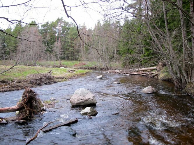 Maakond: Lääne-Virumaa Veekogu nimi: Mustoja Pildistamise aeg: 1. mai 2010 Pildistaja: H. Timm Pildistamise koht: alamjooks Asimuut: