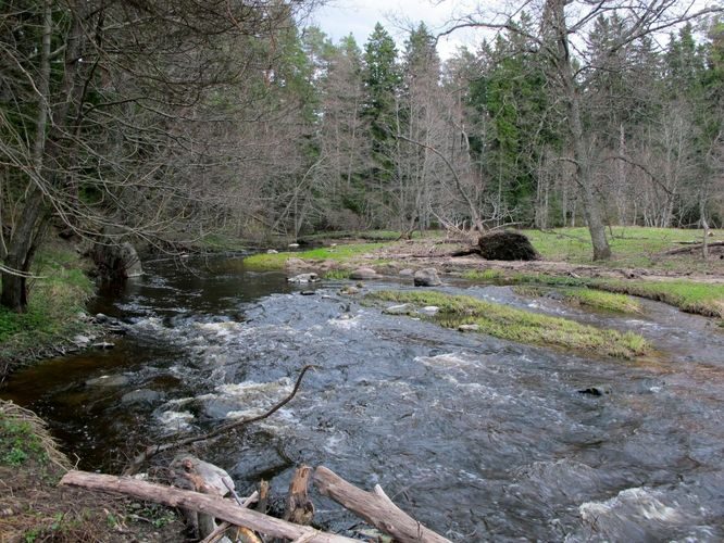 Maakond: Lääne-Virumaa Veekogu nimi: Mustoja Pildistamise aeg: 1. mai 2010 Pildistaja: H. Timm Pildistamise koht: alamjooks Asimuut: