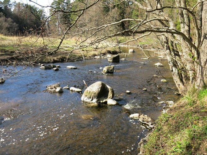 Maakond: Lääne-Virumaa Veekogu nimi: Mustoja Pildistamise aeg: 26. aprill 2014 Pildistaja: H. Timm Pildistamise koht: alamjooks Asimuut: