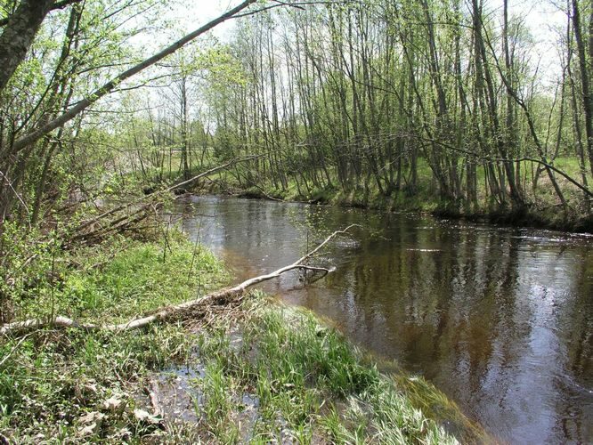 Maakond: Jõgevamaa Veekogu nimi: Mustvee jõgi Pildistamise aeg: 21. mai 2003 Pildistaja: H. Timm Pildistamise koht: teadmata Asimuut: