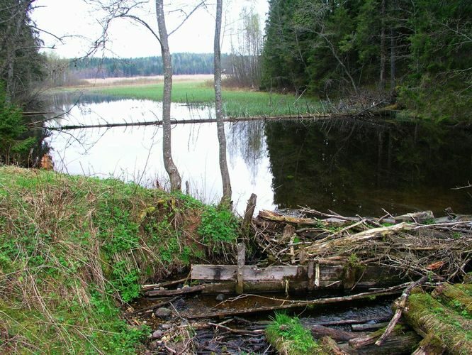 Maakond: Põlvamaa Veekogu nimi: Mutsina järv Pildistamise aeg: 30. juuni 2005 Pildistaja: H. Timm Pildistamise koht: teadmata Asimuut: