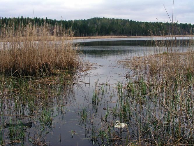 Maakond: Põlvamaa Veekogu nimi: Mutsina järv Pildistamise aeg: 30. juuni 2005 Pildistaja: H. Timm Pildistamise koht: teadmata Asimuut: