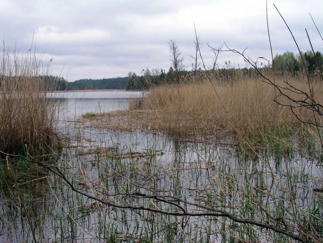 Maakond: Põlvamaa Veekogu nimi: Mutsina järv Pildistamise aeg: 30. juuni 2005 Pildistaja: H. Timm Pildistamise koht: teadmata Asimuut: