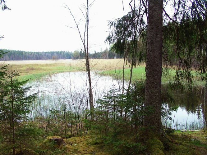 Maakond: Põlvamaa Veekogu nimi: Mutsina järv Pildistamise aeg: 30. juuni 2005 Pildistaja: H. Timm Pildistamise koht: teadmata Asimuut: