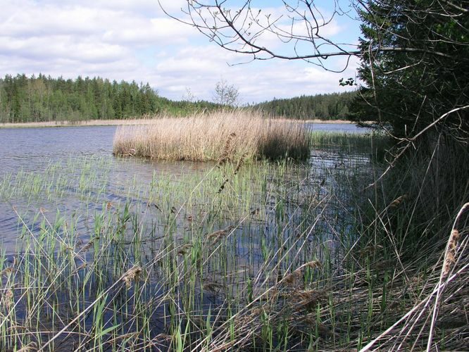 Maakond: Põlvamaa Veekogu nimi: Mutsina järv Pildistamise aeg: 25. mai 2007 Pildistaja: H. Timm Pildistamise koht: teadmata Asimuut: