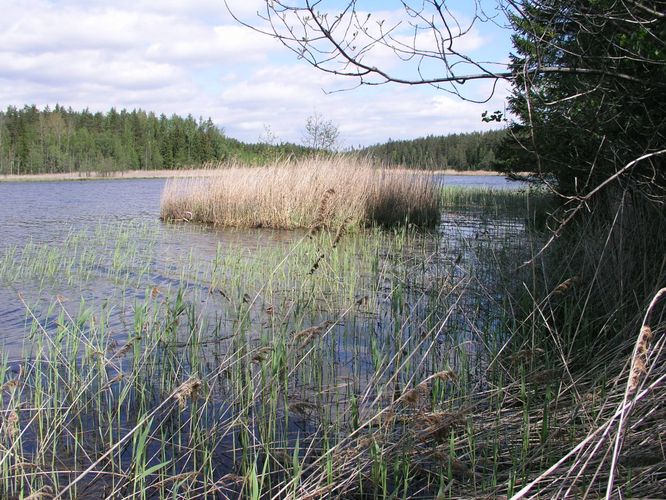 Maakond: Põlvamaa Veekogu nimi: Mutsina järv Pildistamise aeg: 25. mai 2007 Pildistaja: H. Timm Pildistamise koht: teadmata Asimuut: