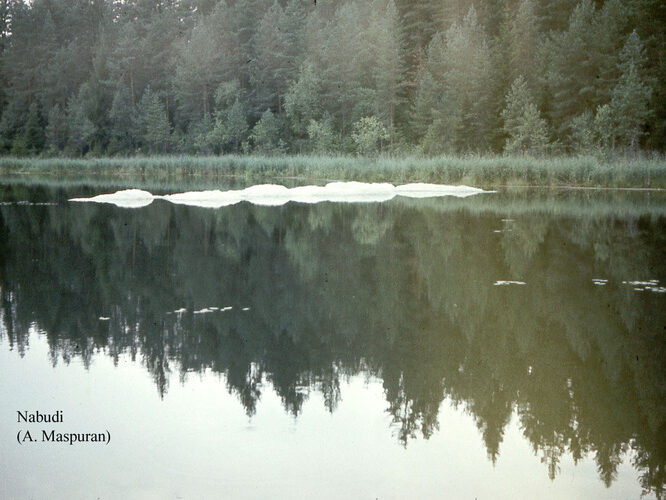 Maakond: Lääne-Virumaa Veekogu nimi: Nabudi järv Pildistamise aeg: teadmata Pildistaja: A. Maspuran Pildistamise koht: teadmata Asimuut: