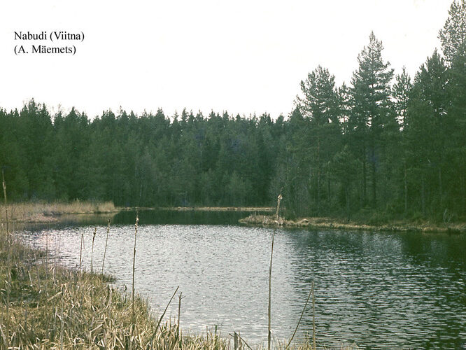 Maakond: Lääne-Virumaa Veekogu nimi: Nabudi järv Pildistamise aeg: teadmata Pildistaja: A. Mäemets Pildistamise koht: teadmata Asimuut: