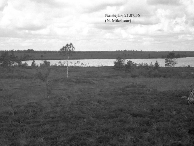 Maakond: Saaremaa Veekogu nimi: Naestejärv Pildistamise aeg: 21. juuli 1956 Pildistaja: N. Mikelsaar Pildistamise koht: teadmata Asimuut: