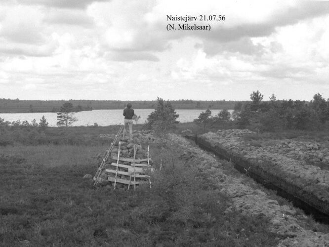 Maakond: Saaremaa Veekogu nimi: Naestejärv Pildistamise aeg: juuli 1958 Pildistaja: N. Mikelsaar Pildistamise koht: teadmata Asimuut: