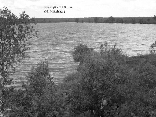 Maakond: Saaremaa Veekogu nimi: Naestejärv Pildistamise aeg: 21. juuli 1956 Pildistaja: N. Mikelsaar Pildistamise koht: teadmata Asimuut: